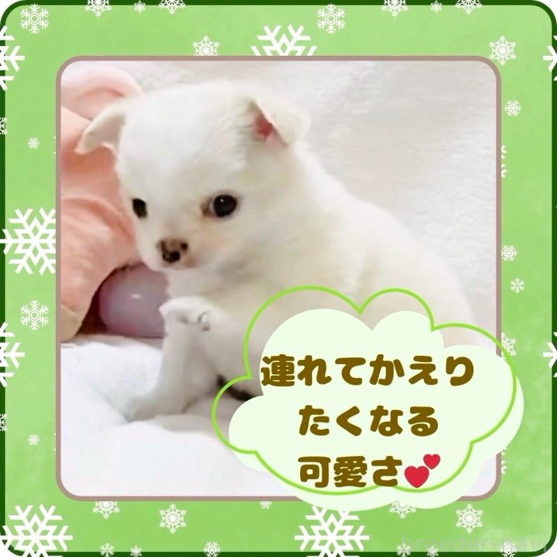 販売中の大阪府のチワワ(ロングコート)-445948の14枚目