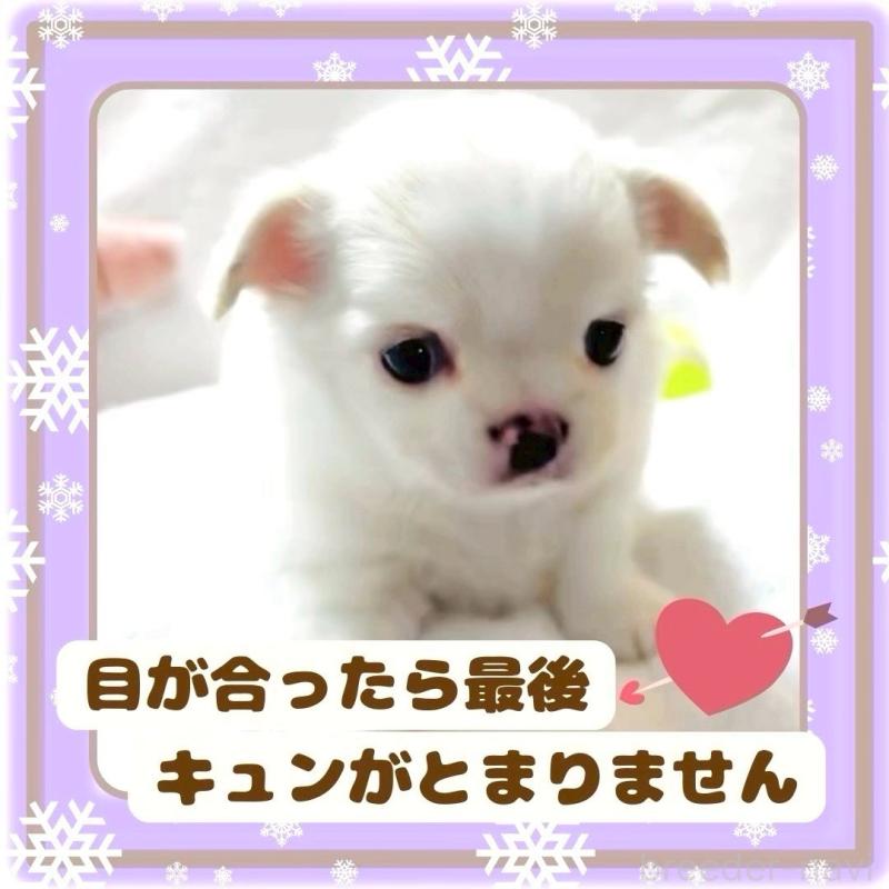 販売中の大阪府のチワワ(ロングコート)-445948の13枚目