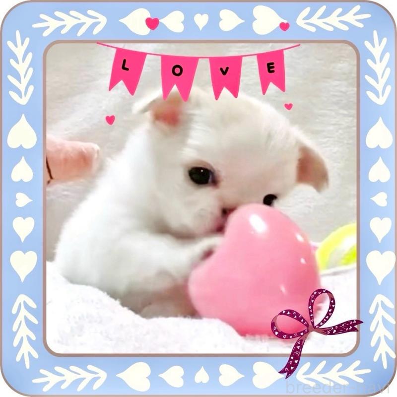 販売中の大阪府のチワワ(ロングコート)-445948の12枚目