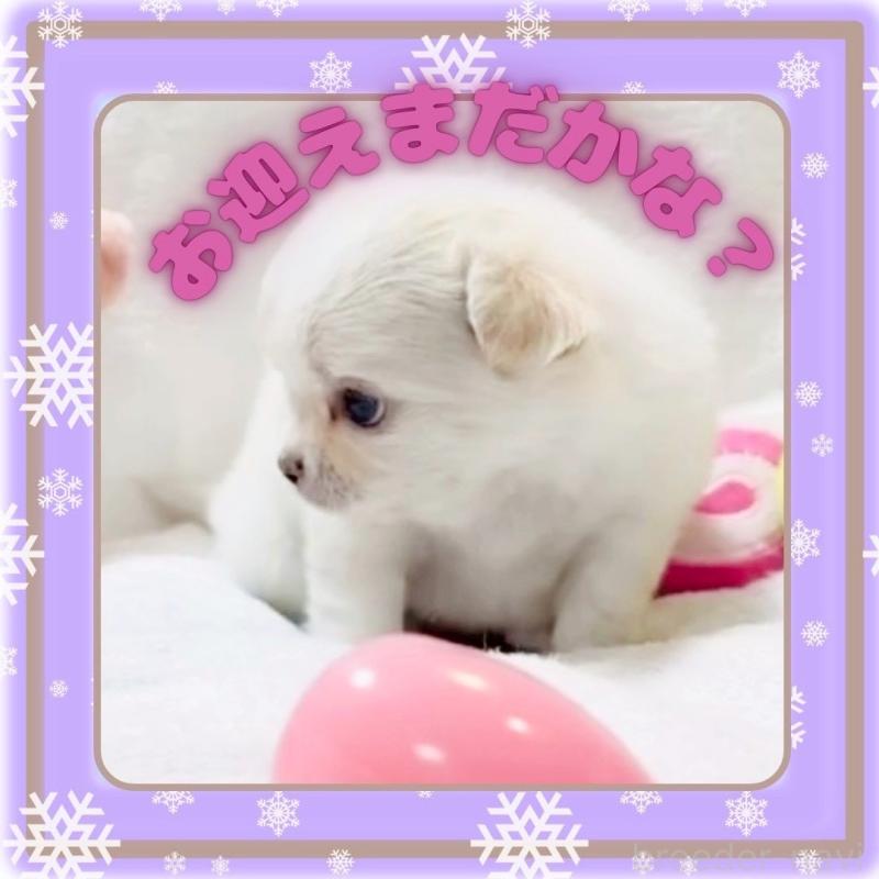 販売中の大阪府のチワワ(ロングコート)-445948の11枚目