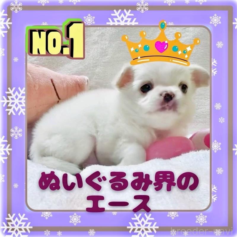 販売中の大阪府のチワワ(ロングコート)-445948の10枚目