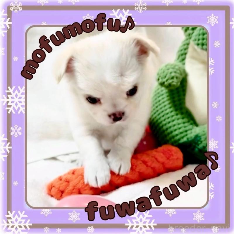 販売中の大阪府のチワワ(ロングコート)-445948の8枚目