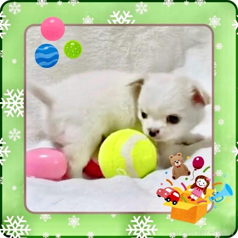 販売中の大阪府のチワワ(ロングコート)-445948の7枚目