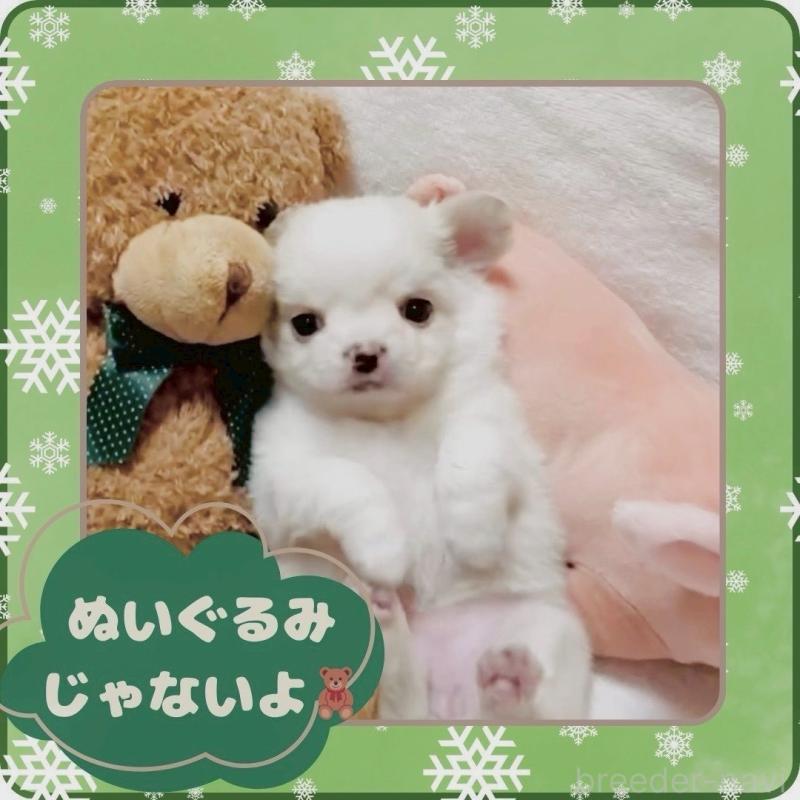 販売中の大阪府のチワワ(ロングコート)-445948の1枚目