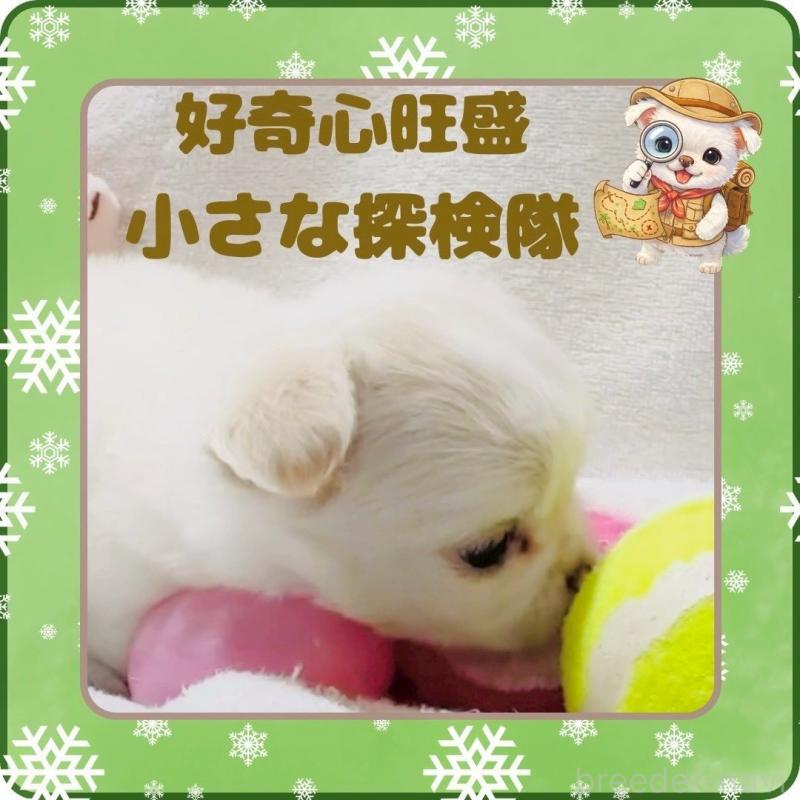 販売中の大阪府のチワワ(ロングコート)-445948の5枚目