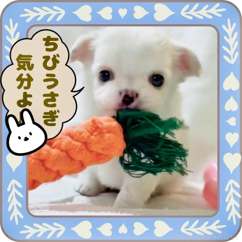 販売中の大阪府のチワワ(ロングコート)-445948の6枚目