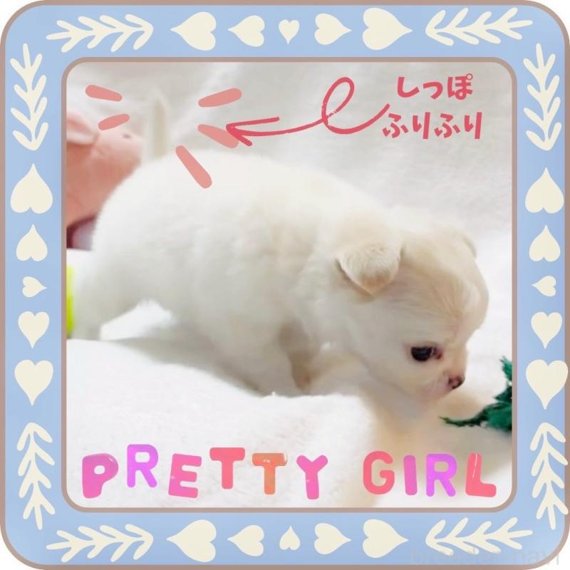 販売中の大阪府のチワワ(ロングコート)-445948の4枚目