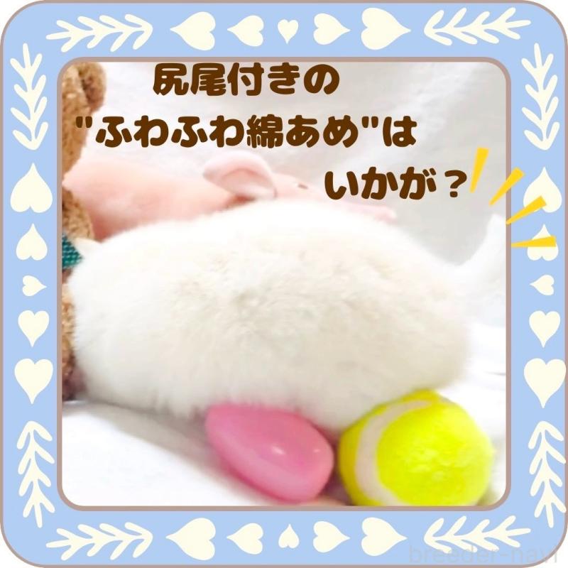 販売中の大阪府のチワワ(ロングコート)-445948の3枚目