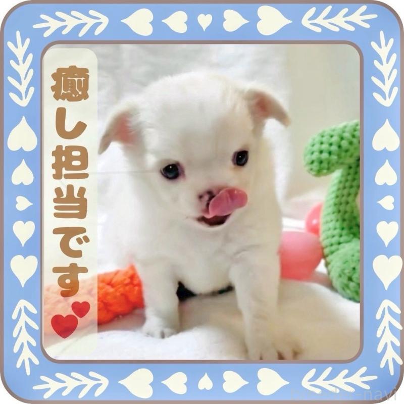 販売中の大阪府のチワワ(ロングコート)-445948の2枚目