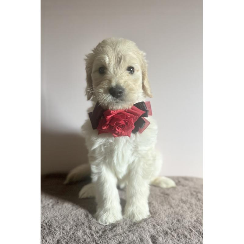 販売中の岐阜県のゴールデンドゥードル:ゴールデンレトリーバー×プードル-441712