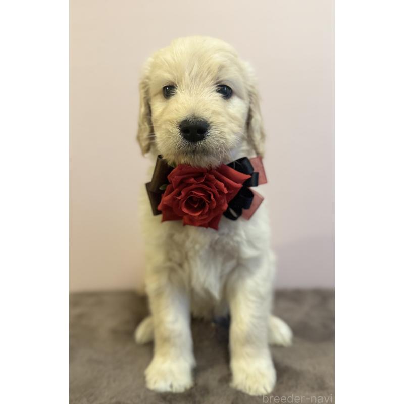 販売中の岐阜県のゴールデンドゥードル:ゴールデンレトリーバー×プードル-441713