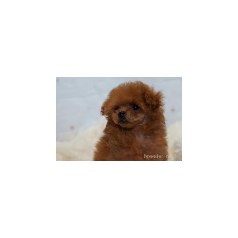 販売中の兵庫県のティーカッププードル-445953の6枚目