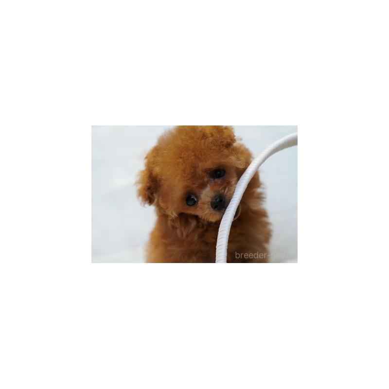 販売中の兵庫県のティーカッププードル-445953の2枚目