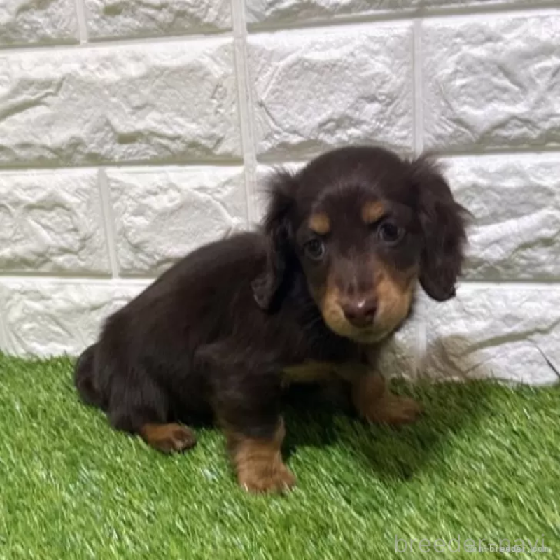 販売中の愛知県のミニチュアダックスフンド(ロングヘアード)-441584