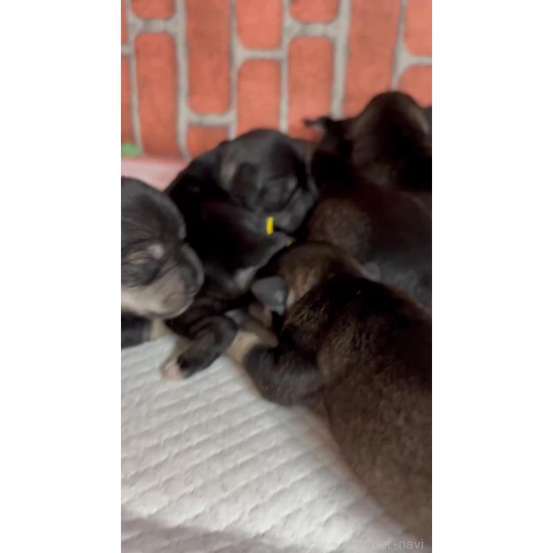 販売中の埼玉県のミニチュアシュナウザー-445949の2枚目