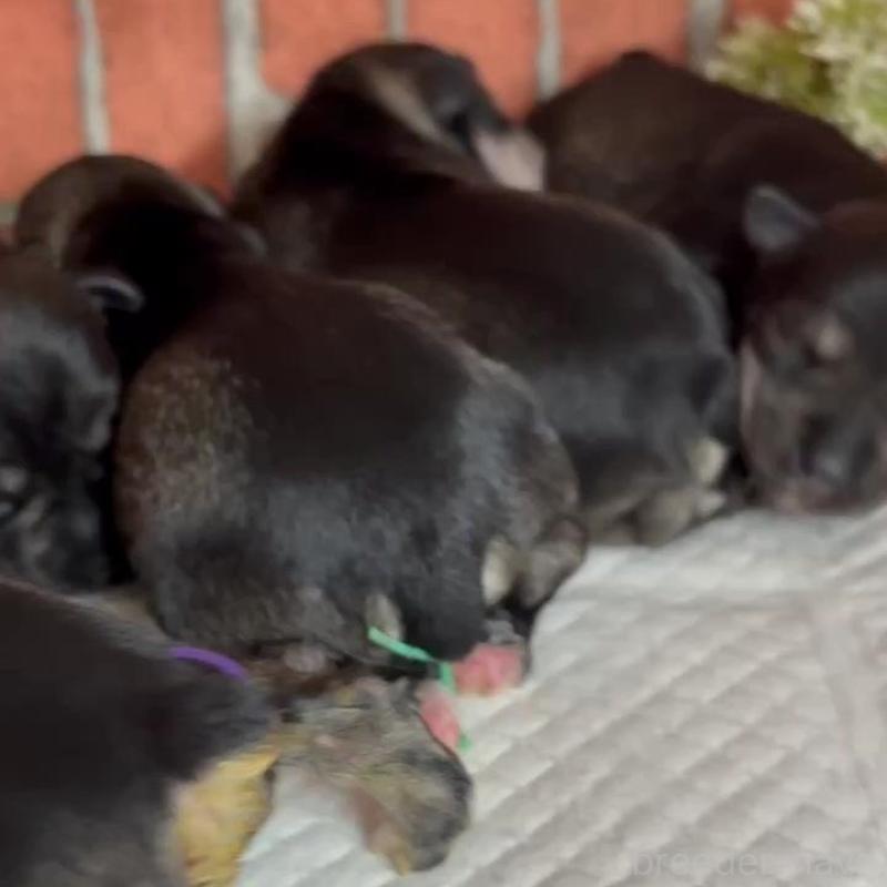 販売中の埼玉県のミニチュアシュナウザー-445949