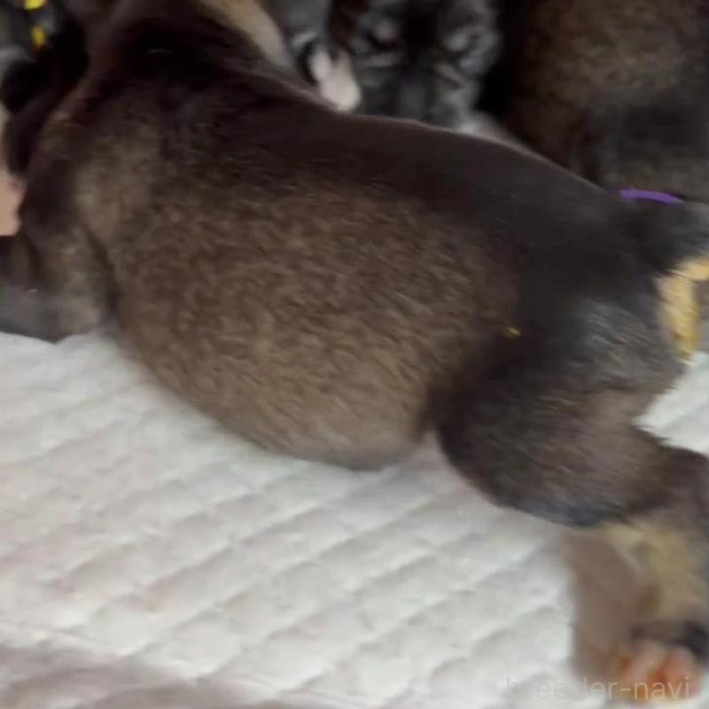 販売中の埼玉県のミニチュアシュナウザー-445950の2枚目