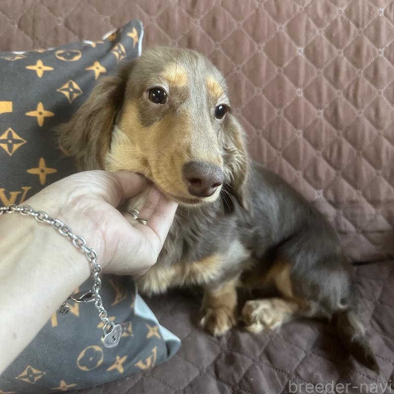販売中の宮崎県のミニチュアダックスフンド(ロングヘアード)-416448の4枚目