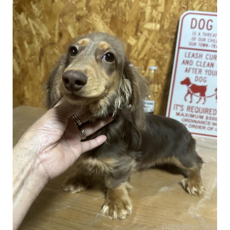 販売中の宮崎県のミニチュアダックスフンド(ロングヘアード)-416448の2枚目