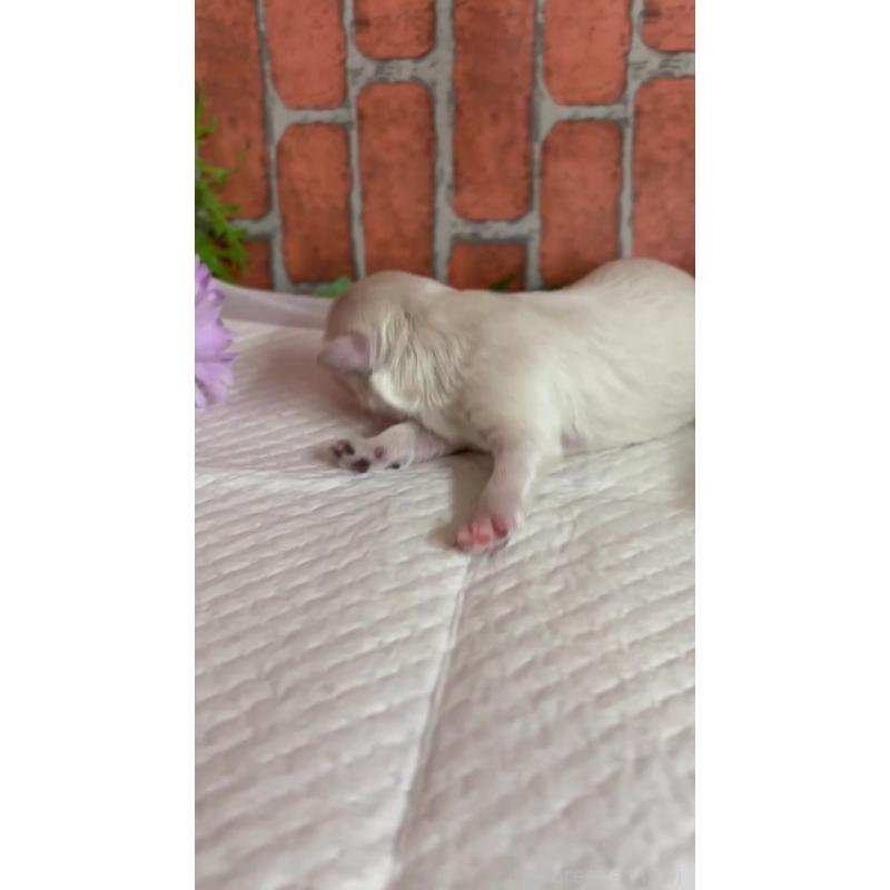 販売中の埼玉県のマルプー:マルチーズ×トイプードル-445951の3枚目