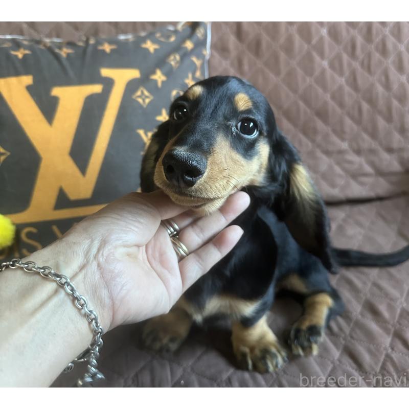 販売中の宮崎県のミニチュアダックスフンド(ロングヘアード)-432070の5枚目