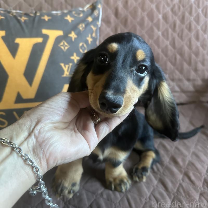 販売中の宮崎県のミニチュアダックスフンド(ロングヘアード)-432070の4枚目