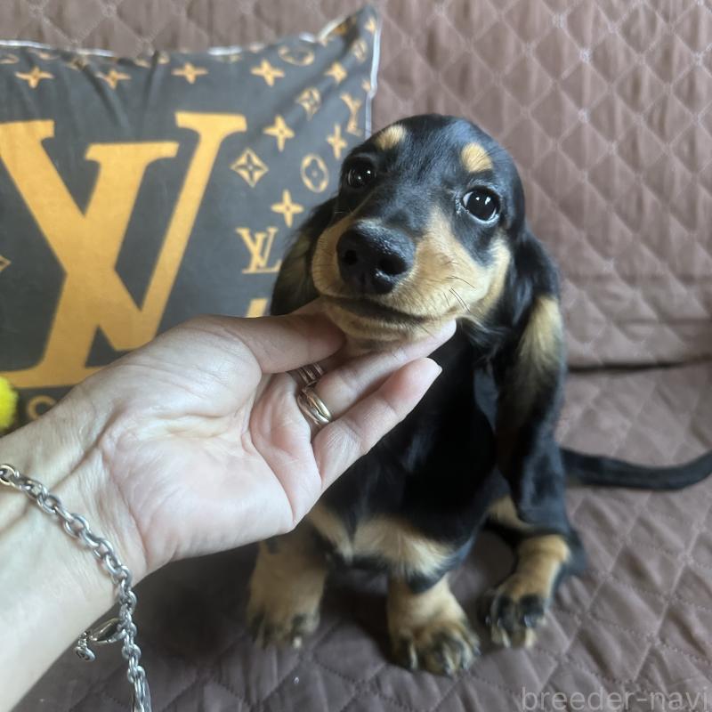 販売中の宮崎県のミニチュアダックスフンド(ロングヘアード)-432070の3枚目