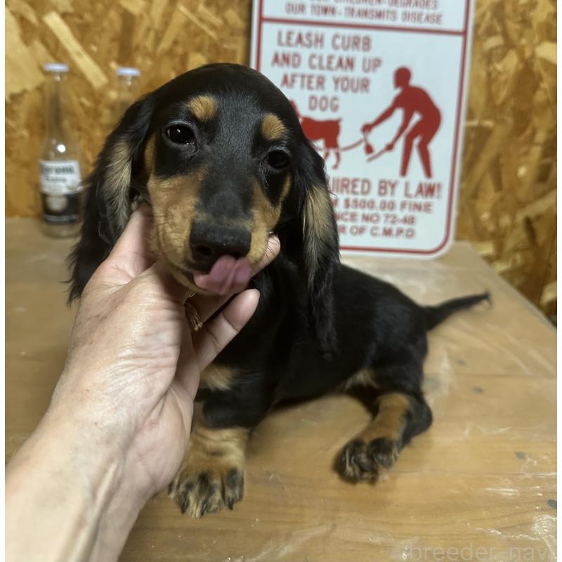 販売中の宮崎県のミニチュアダックスフンド(ロングヘアード)-432070の2枚目