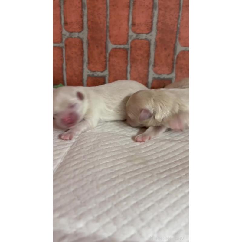 販売中の埼玉県のマルプー:マルチーズ×トイプードル-445952の2枚目