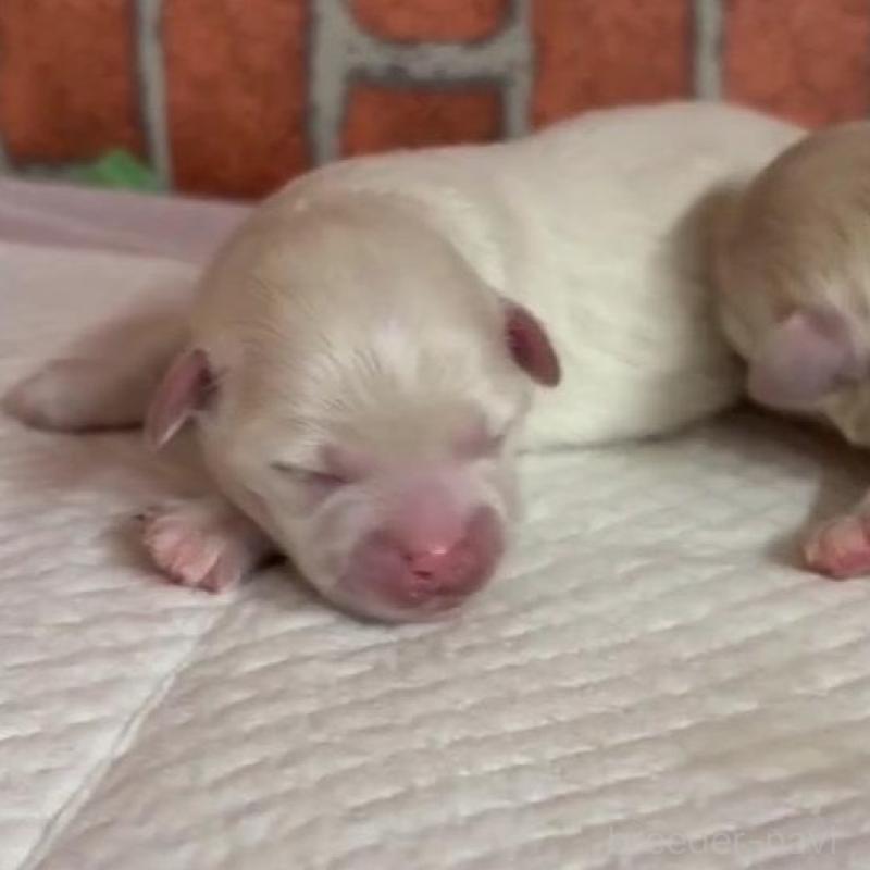 販売中の埼玉県のマルプー:マルチーズ×トイプードル-445952