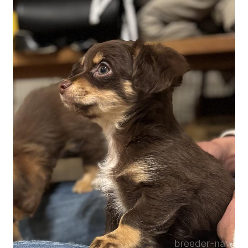 成約済の大分県のチワックス:チワワ×ミニチュアダックスフンド-438361の4枚目