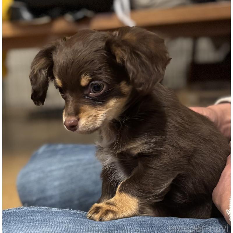 成約済の大分県のチワックス:チワワ×ミニチュアダックスフンド-438361の3枚目