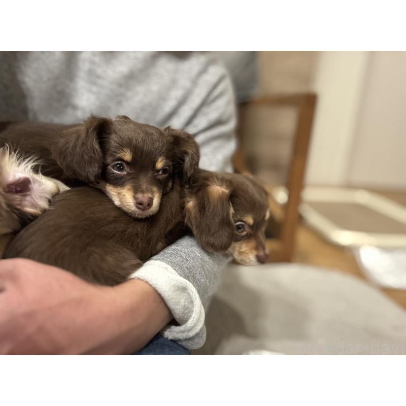 成約済の大分県のチワックス:チワワ×ミニチュアダックスフンド-438361の2枚目