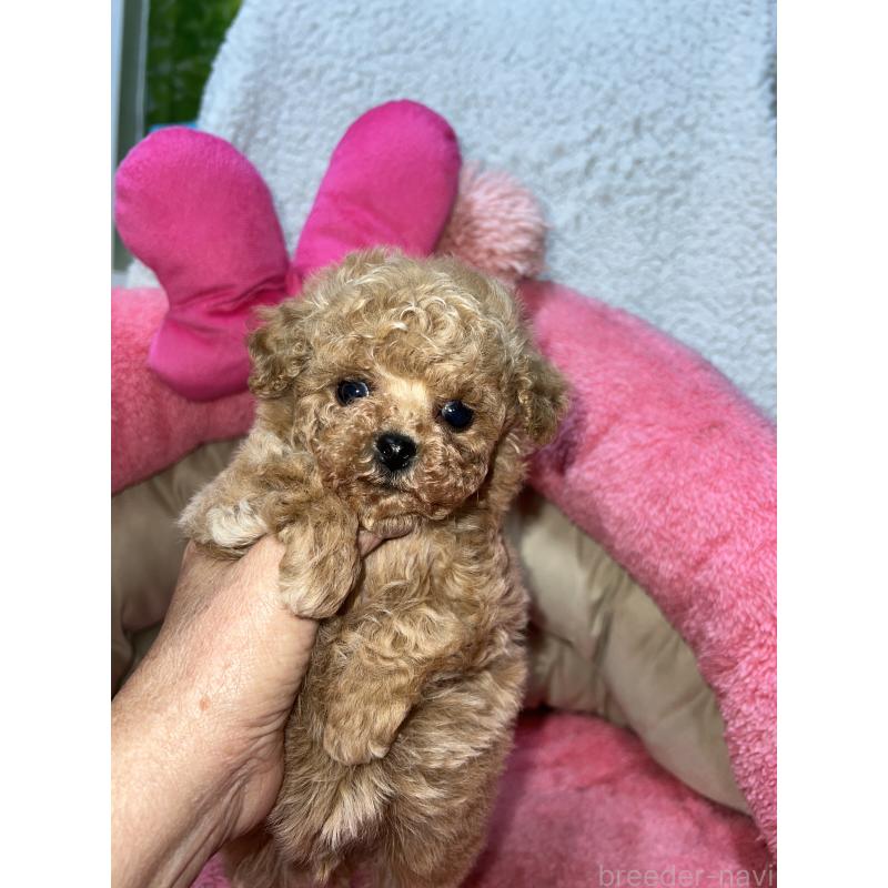 販売中の沖縄県のトイプードル-445954の5枚目