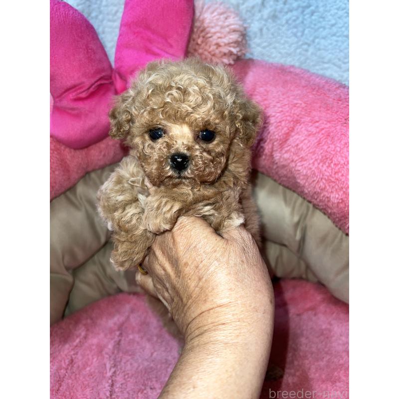 販売中の沖縄県のトイプードル-445954の4枚目