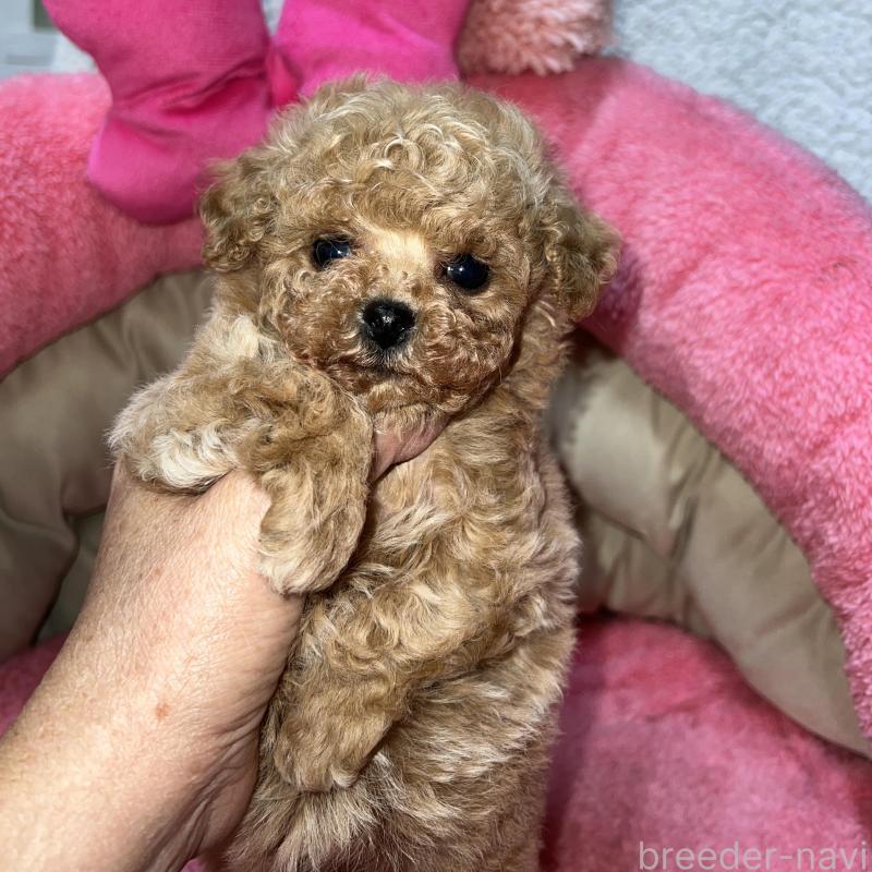 販売中の沖縄県のトイプードル-445954の1枚目