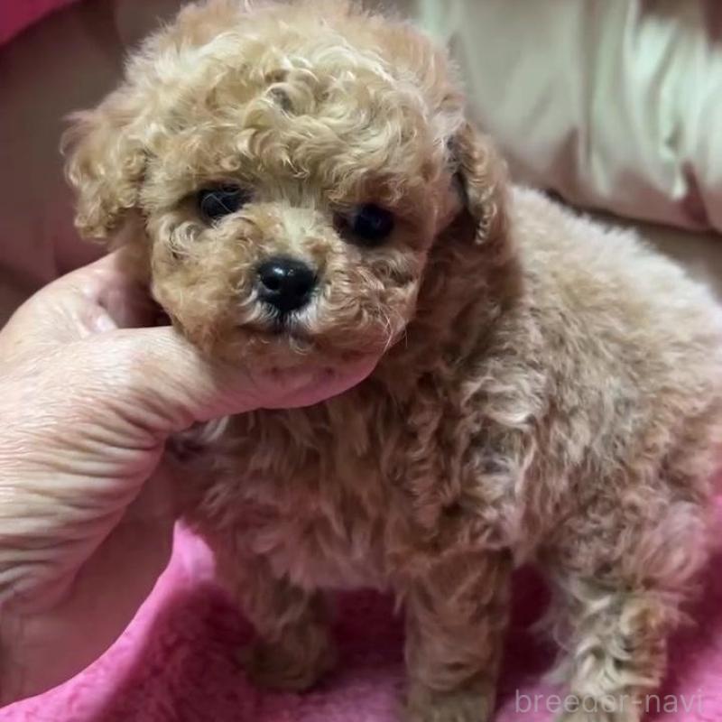 販売中の沖縄県のトイプードル-445954の2枚目