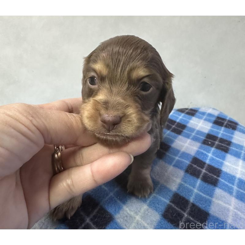 販売中の宮崎県のミニチュアダックスフンド(ロングヘアード)-445955の9枚目