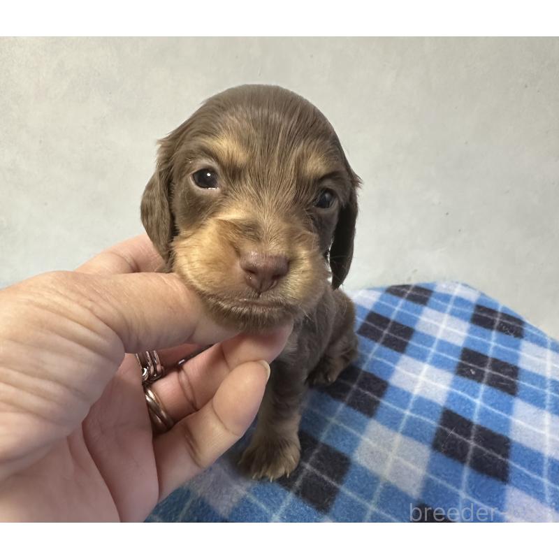 販売中の宮崎県のミニチュアダックスフンド(ロングヘアード)-445955の7枚目