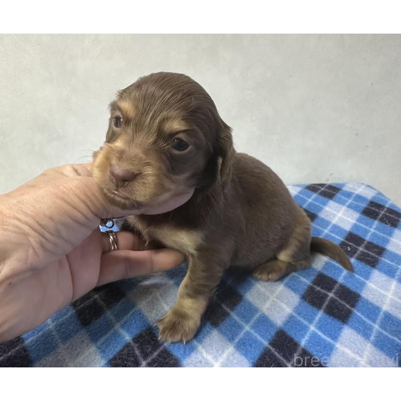 販売中の宮崎県のミニチュアダックスフンド(ロングヘアード)-445955の6枚目