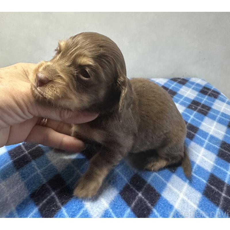 販売中の宮崎県のミニチュアダックスフンド(ロングヘアード)-445955の5枚目