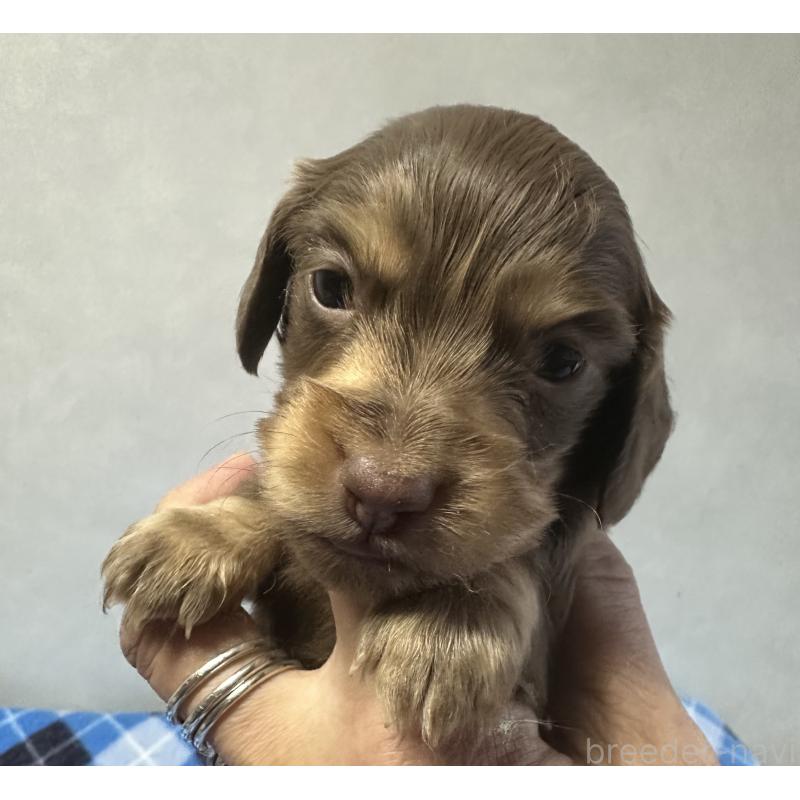 販売中の宮崎県のミニチュアダックスフンド(ロングヘアード)-445955の4枚目