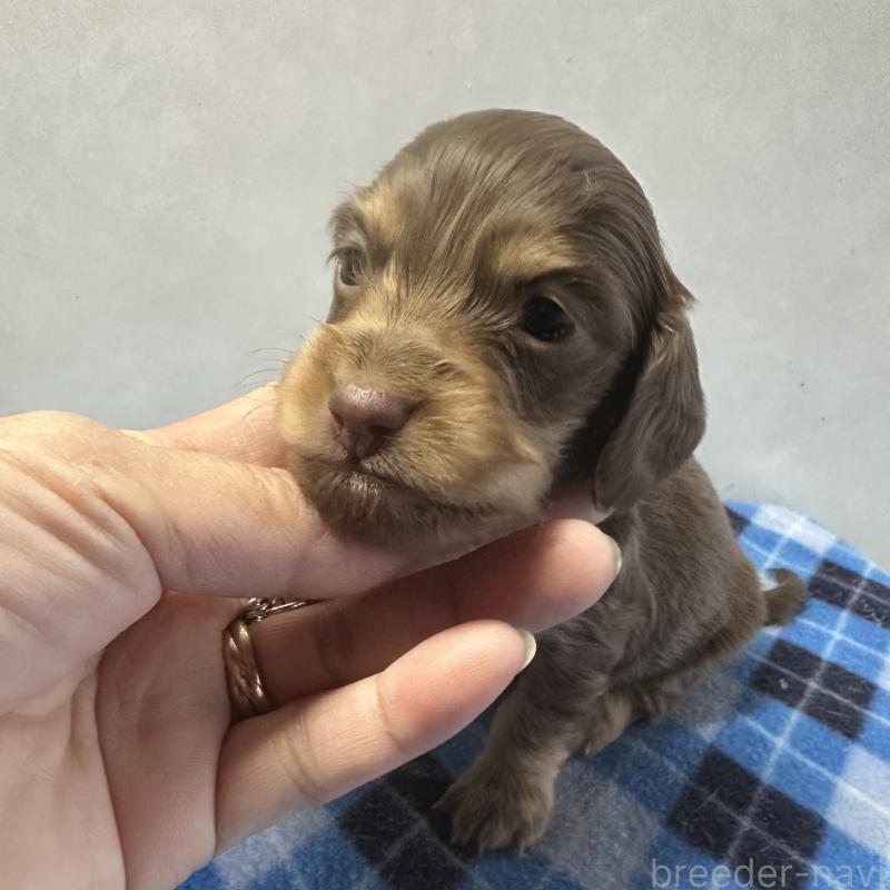 販売中の宮崎県のミニチュアダックスフンド(ロングヘアード)-445955の3枚目