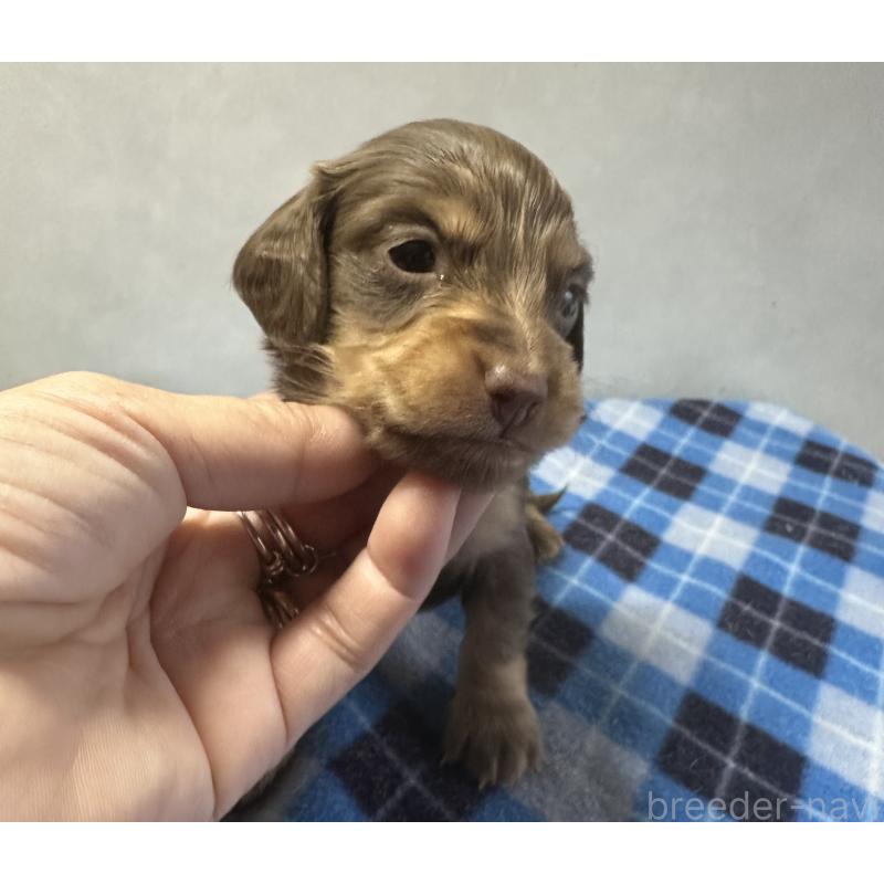 販売中の宮崎県のミニチュアダックスフンド(ロングヘアード)-445955の2枚目