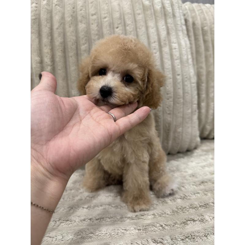 商談中の三重県のビションプー:ビションフリーゼ×トイプードル-433295