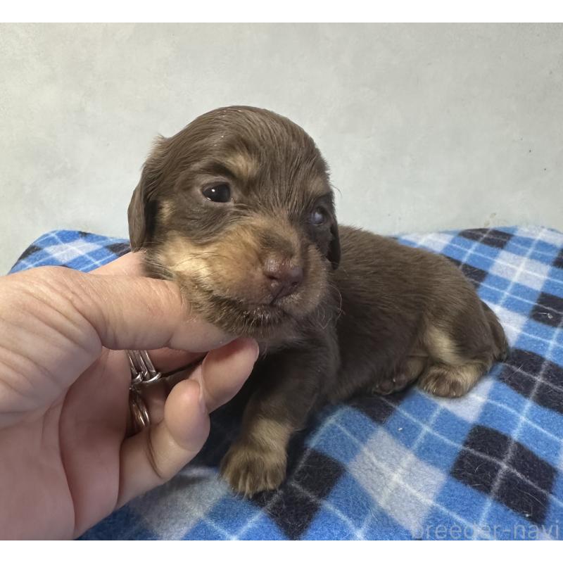 販売中の宮崎県のミニチュアダックスフンド(ロングヘアード)-445956の8枚目