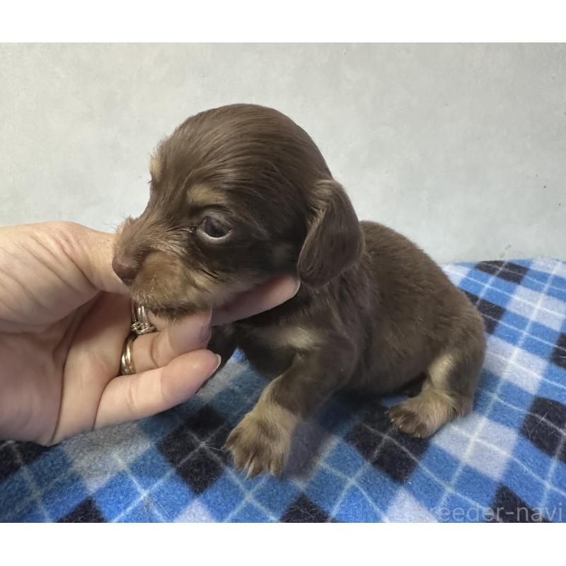 販売中の宮崎県のミニチュアダックスフンド(ロングヘアード)-445956の7枚目