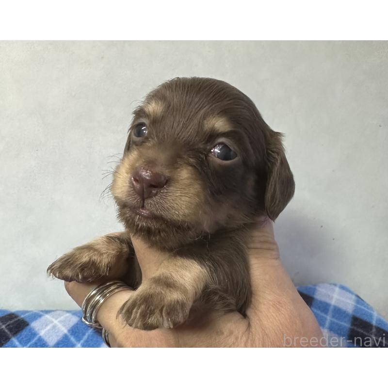 販売中の宮崎県のミニチュアダックスフンド(ロングヘアード)-445956の6枚目