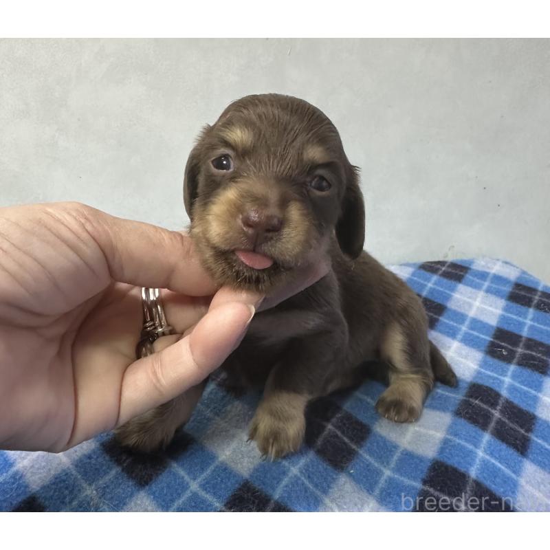 販売中の宮崎県のミニチュアダックスフンド(ロングヘアード)-445956の5枚目