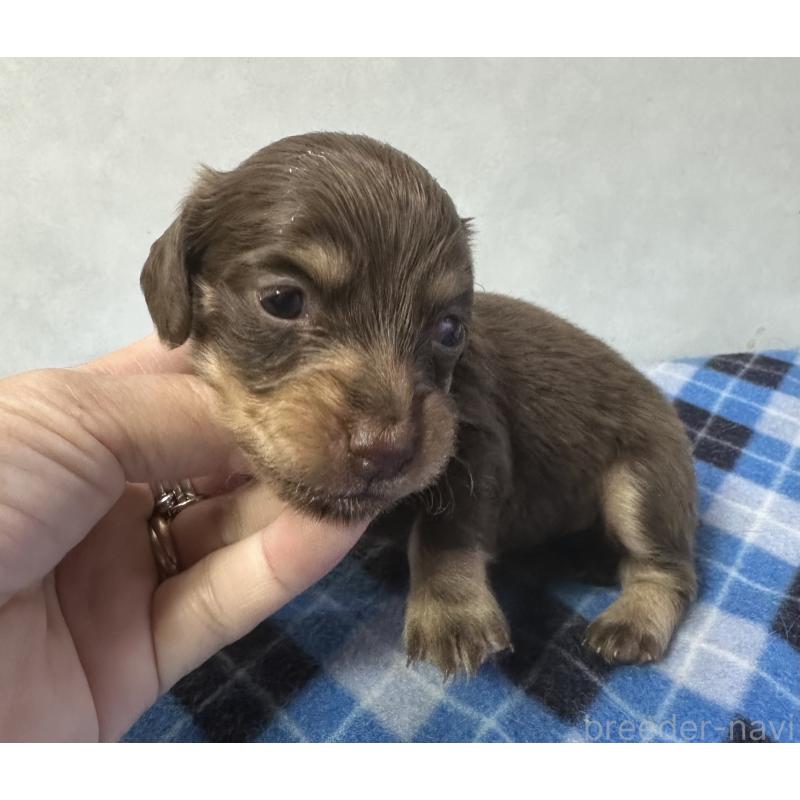 販売中の宮崎県のミニチュアダックスフンド(ロングヘアード)-445956の4枚目